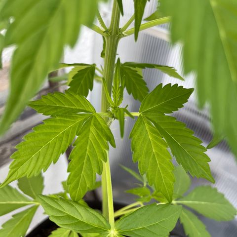 Lemon Wonder Automatic growlog timeline photo