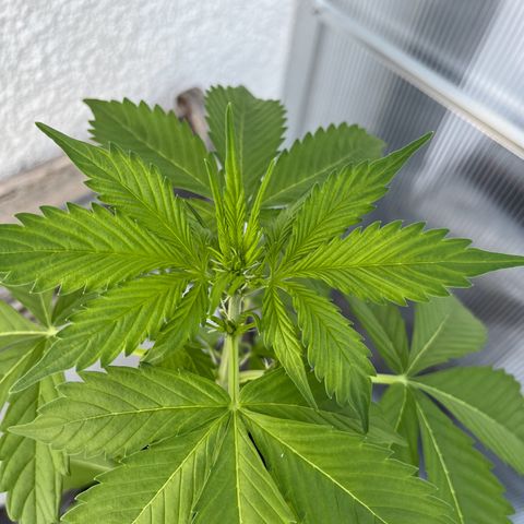 Lemon Wonder Automatic growlog timeline photo