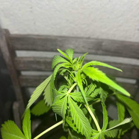 Lemon Wonder Automatic growlog timeline photo