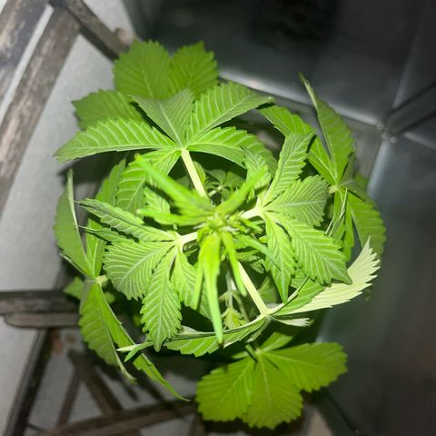 Lemon Wonder Automatic growlog timeline photo
