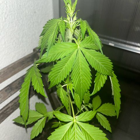 Lemon Wonder Automatic growlog timeline photo