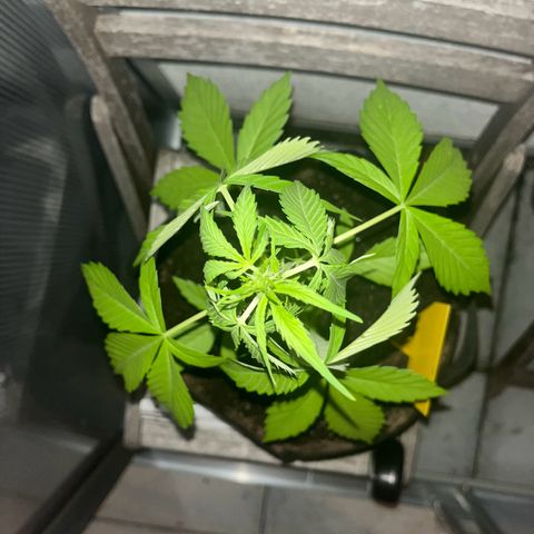 Lemon Wonder Automatic growlog timeline photo