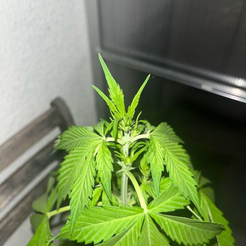 Lemon Wonder Automatic growlog timeline photo