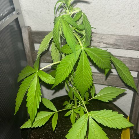 Lemon Wonder Automatic growlog timeline photo