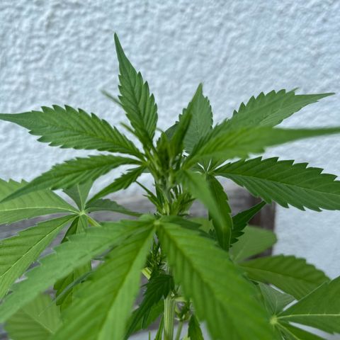 Lemon Wonder Automatic growlog timeline photo