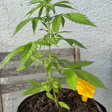 Lemon Wonder Automatic growlog timeline photo