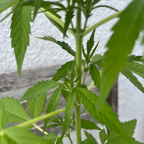 Lemon Wonder Automatic growlog timeline photo