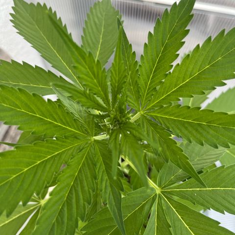 Lemon Wonder Automatic growlog timeline photo