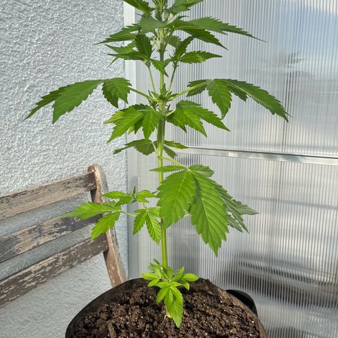 Lemon Wonder Automatic growlog timeline photo