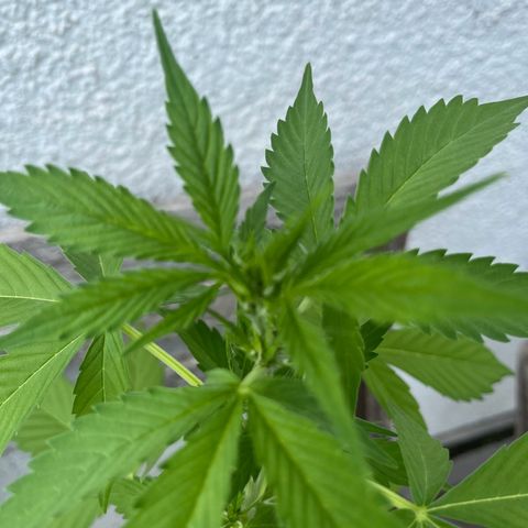 Lemon Wonder Automatic growlog timeline photo