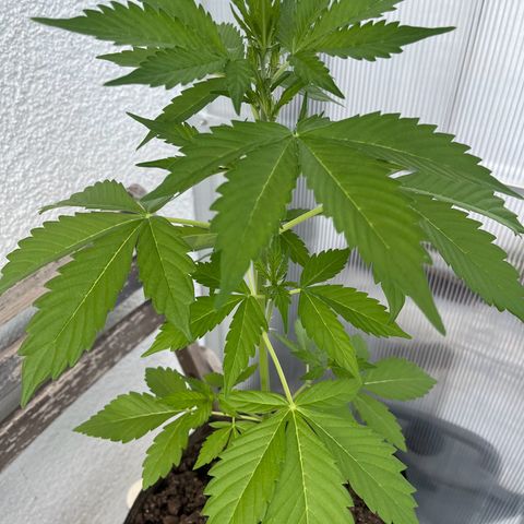 Lemon Wonder Automatic growlog timeline photo