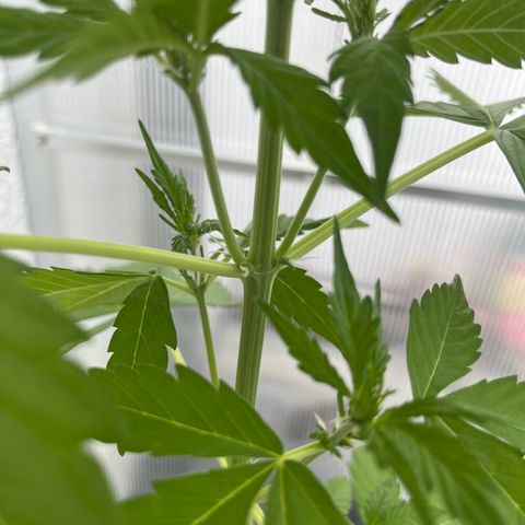 Lemon Wonder Automatic growlog timeline photo
