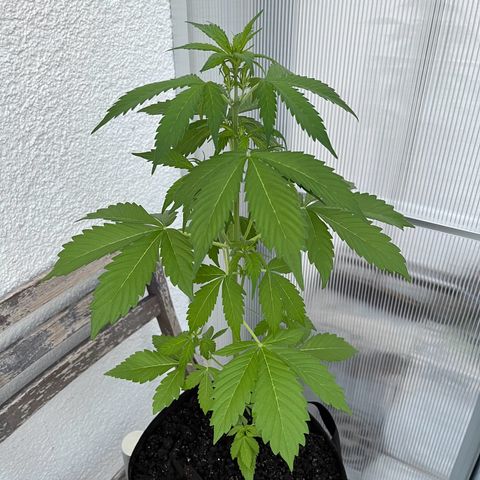 Lemon Wonder Automatic growlog timeline photo