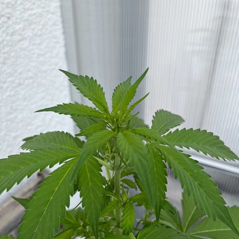 Lemon Wonder Automatic growlog timeline photo