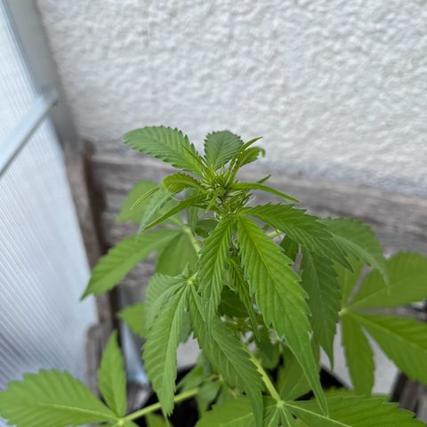 Lemon Wonder Automatic growlog timeline photo