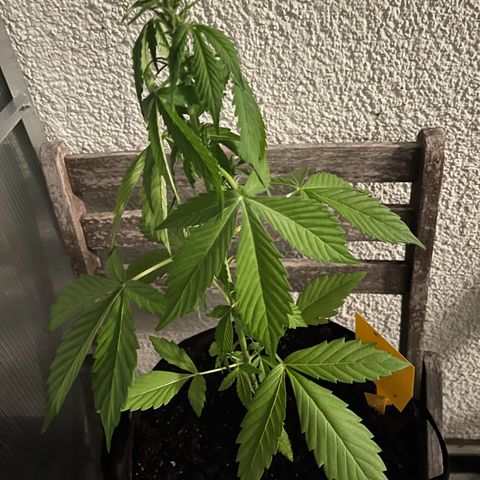 Lemon Wonder Automatic growlog timeline photo