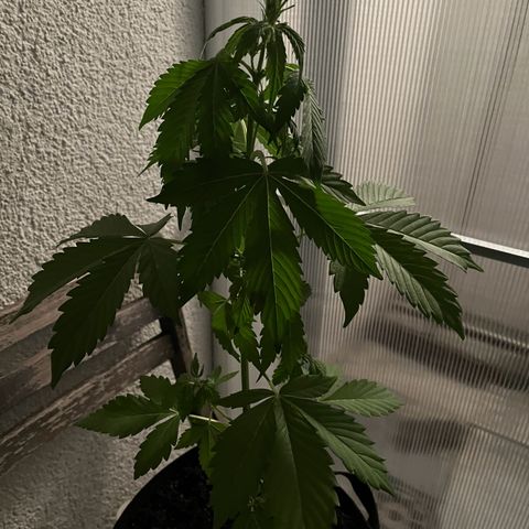 Lemon Wonder Automatic growlog timeline photo