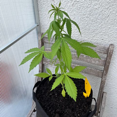 Lemon Wonder Automatic growlog timeline photo