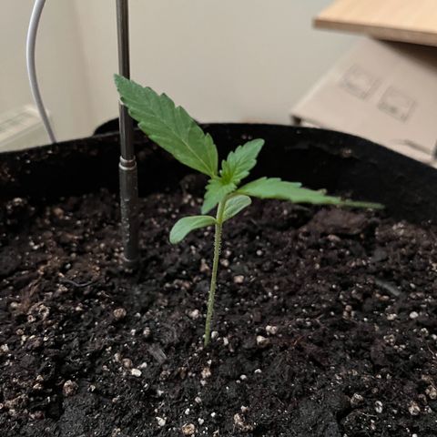 Jack Herer Automatic growlog timeline photo