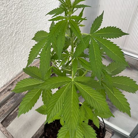 Lemon Wonder Automatic growlog timeline photo