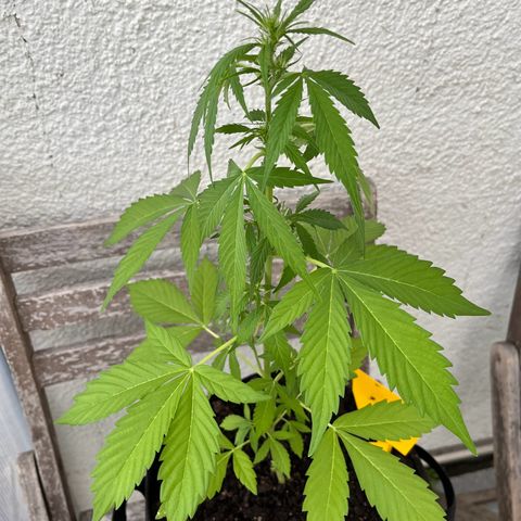 Lemon Wonder Automatic growlog timeline photo