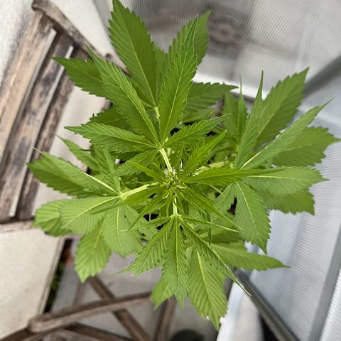 Lemon Wonder Automatic growlog timeline photo