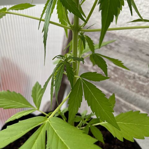Lemon Wonder Automatic growlog timeline photo