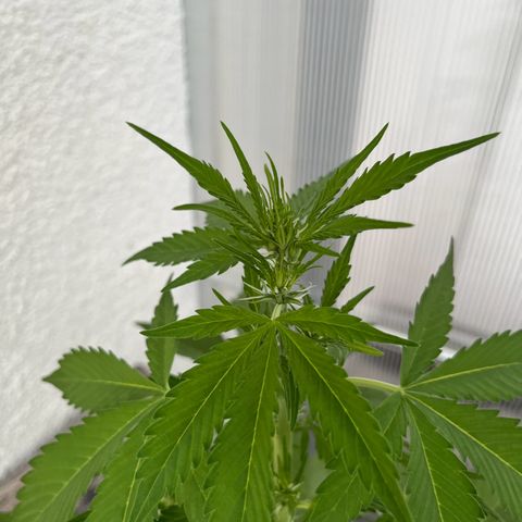 Lemon Wonder Automatic growlog timeline photo