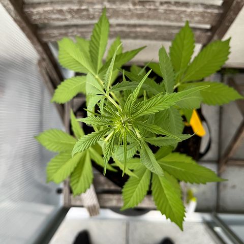Lemon Wonder Automatic growlog timeline photo