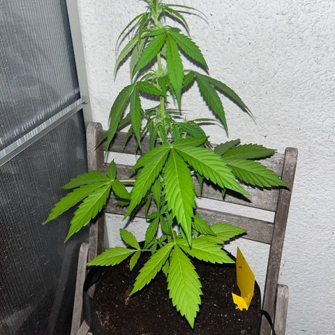 Lemon Wonder Automatic growlog timeline photo