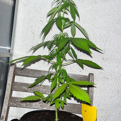 Lemon Wonder Automatic growlog timeline photo