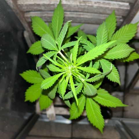 Lemon Wonder Automatic growlog timeline photo