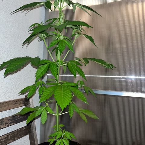 Lemon Wonder Automatic growlog timeline photo