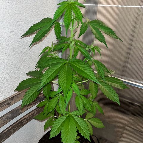 Lemon Wonder Automatic growlog timeline photo