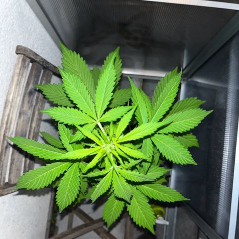 Lemon Wonder Automatic growlog timeline photo