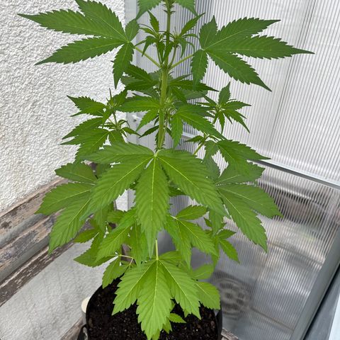 Lemon Wonder Automatic growlog timeline photo