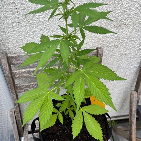 Lemon Wonder Automatic growlog timeline photo