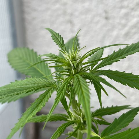 Lemon Wonder Automatic growlog timeline photo