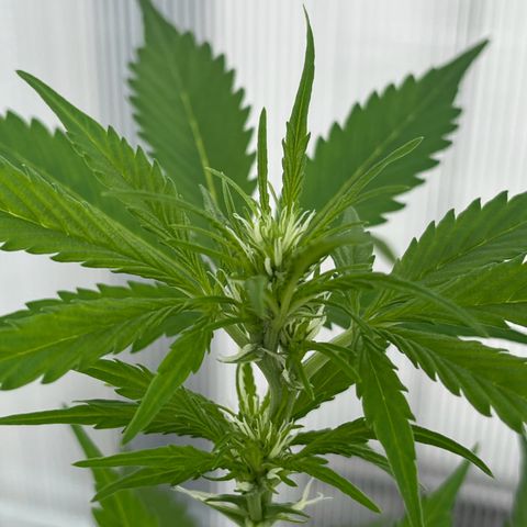 Lemon Wonder Automatic growlog timeline photo