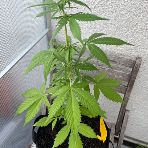 Lemon Wonder Automatic growlog timeline photo