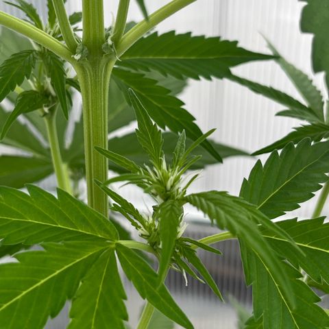Lemon Wonder Automatic growlog timeline photo