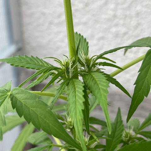 Lemon Wonder Automatic growlog timeline photo