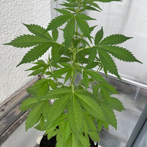 Lemon Wonder Automatic growlog timeline photo