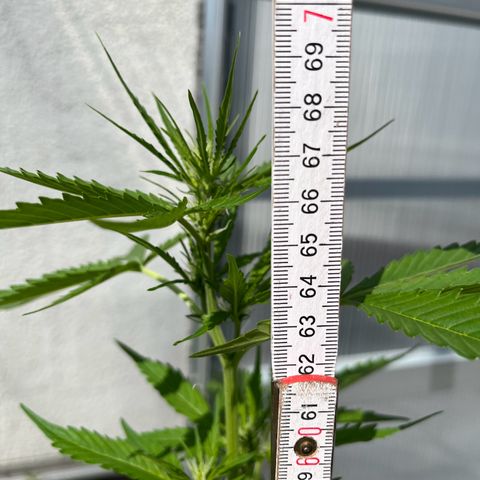 Lemon Wonder Automatic growlog timeline photo