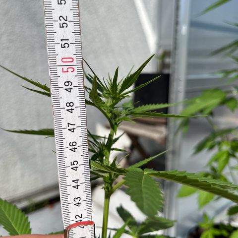 Lemon Wonder Automatic growlog timeline photo
