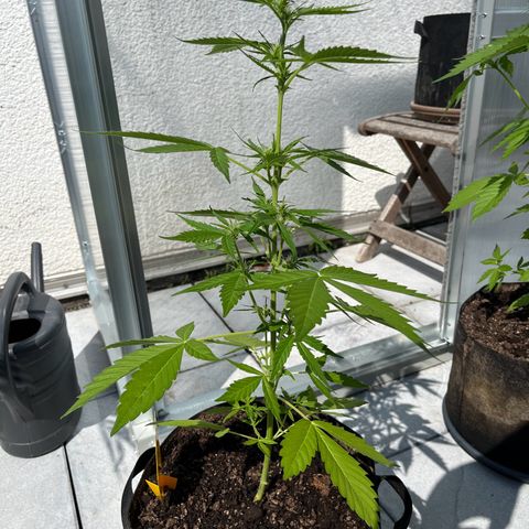 Lemon Wonder Automatic growlog timeline photo