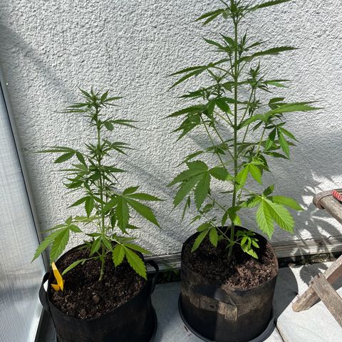 Lemon Wonder Automatic growlog timeline photo