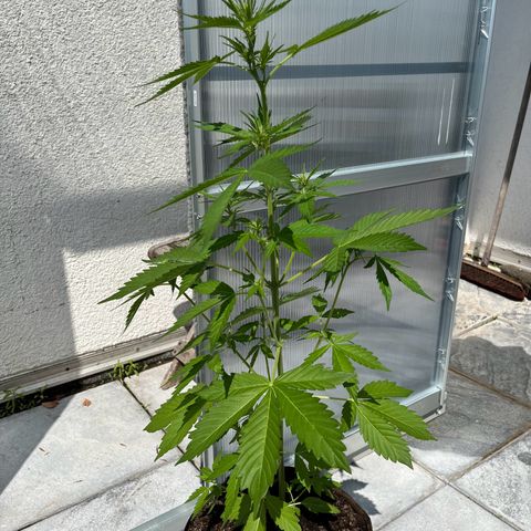 Lemon Wonder Automatic growlog timeline photo