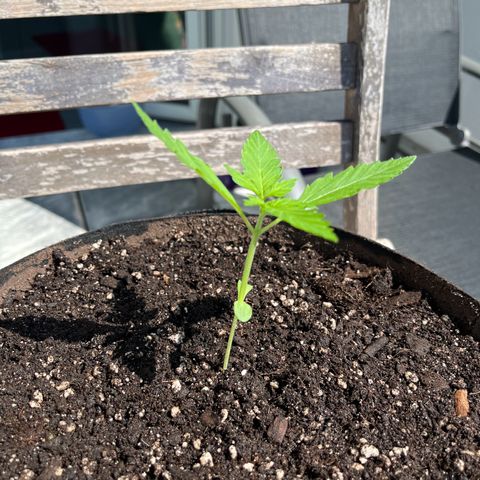 Jack Herer Automatic growlog timeline photo