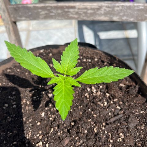 Jack Herer Automatic growlog timeline photo